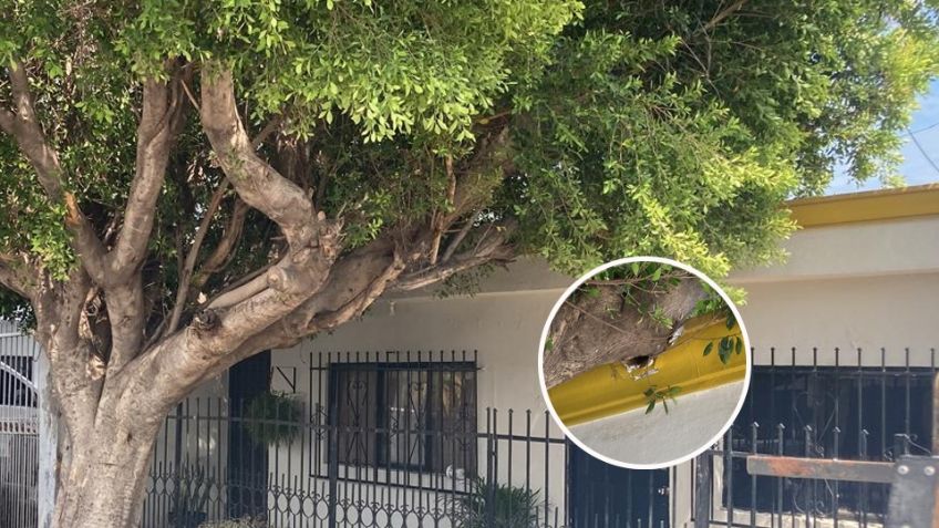 Ciudad Obregón: Árbol a punto de caer pone en riesgo a familia y daña vivienda
