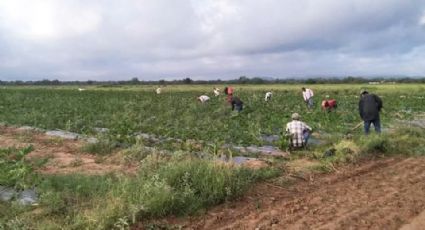 Temporada hortícola reactivará economía en Guaymas y Empalme con 20 mil empleos