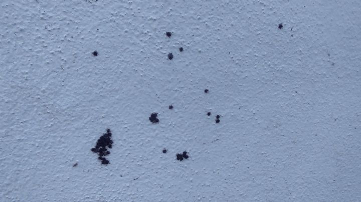 Ciudad Obregón: Residentes de la colonia Sóstenes Valenzuela reportan brotes de garrapatas