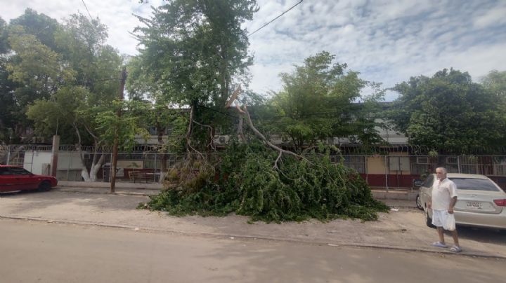 Recientes lluvias en Ciudad Obregón exponen los riesgos por la caída de árboles