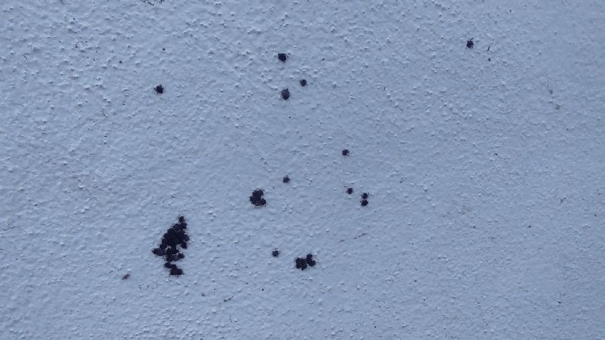 Ciudad Obregón: Residentes de la colonia Sóstenes Valenzuela reportan brotes de garrapatas