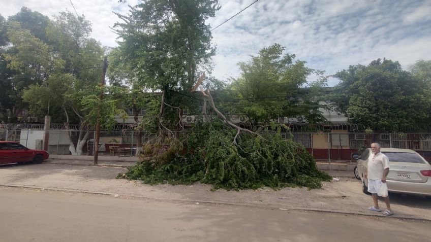 Recientes lluvias en Ciudad Obregón exponen los riesgos por la caída de árboles