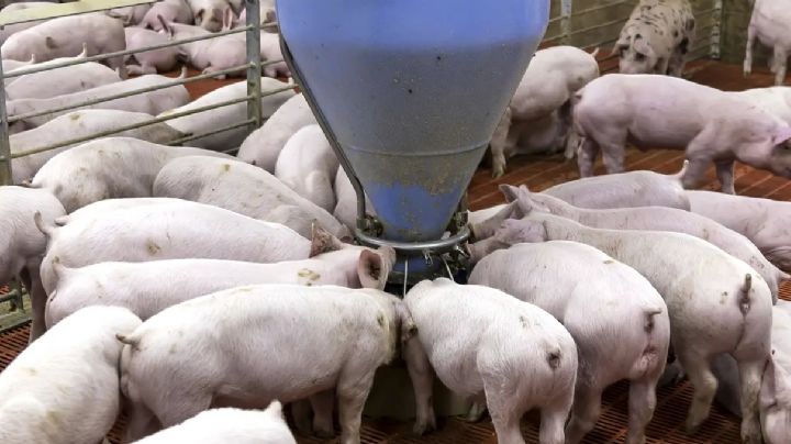 Porcicultores de Sonora tienen un respiro frente a la crisis económica