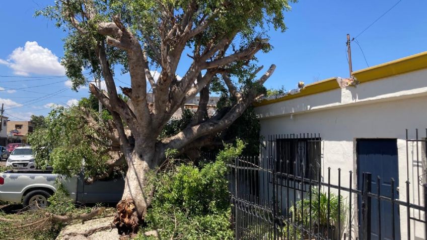 Ciudad Obregón: Después de los daños, ahora sí autoridades retiran árbol