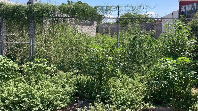 Vecinos del fraccionamiento Misión San Rafael denuncian terreno baldío en abandono