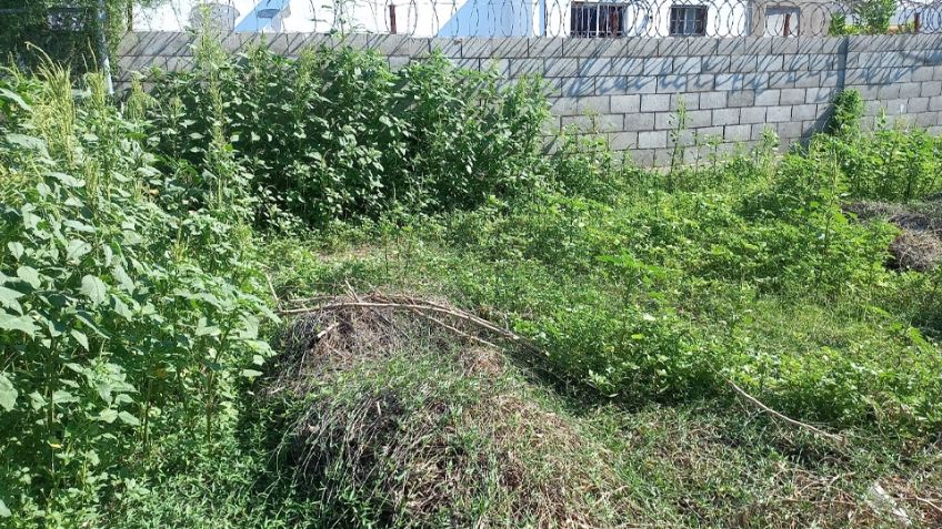 Se quejan vecinos del fraccionamiento Misión San Rafael por foco de infección en lote abandonado