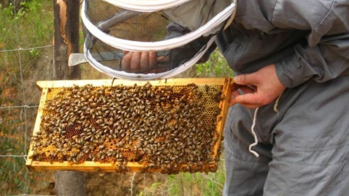 Producción de la miel de desierto enfrenta afectación por la sequía en el sur de Sonora