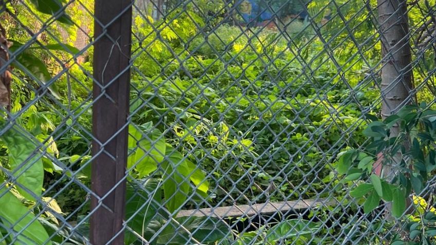 Primaria se ha convertido en un foco de infección en Álamos