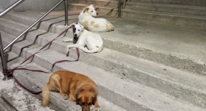 Hombre apuñala a sujeto en la CDMX: Se enojó porque sus perros pelearon y lo mató