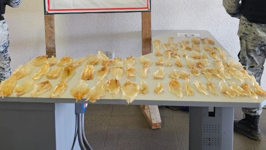Descubren en Sonora 75 piezas deshidratas de totoaba, especie en peligro de extinción