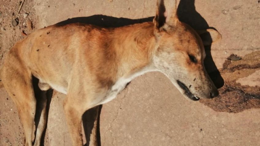 Animalistas denuncian envenenamiento de perros en la colonia Tierra Blanca de Navojoa