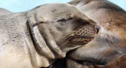 Tragedia en el Zoológico de Chapultepec: Hombre muere tras caer en estanque de lobos marinos