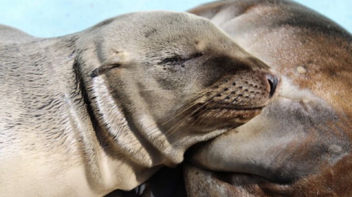 Tragedia en el Zoológico de Chapultepec: Hombre muere tras caer en estanque de lobos marinos