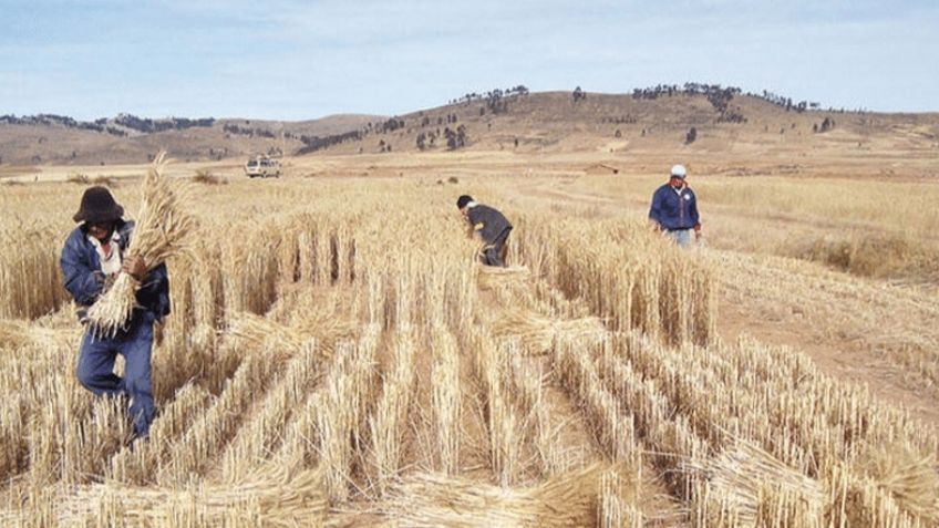 La sequía en el Valle del Yaqui pone en riesgo la actividad de los jornaleros