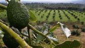 Foto ilustrativa de la nota titulada Desaparición de exmilitares colombianos en México; llegaron a cuidar aguacate