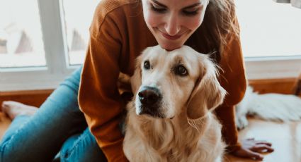 Sonora: Aprueban ley de Protección Animal; descubre las nuevas estipulaciones