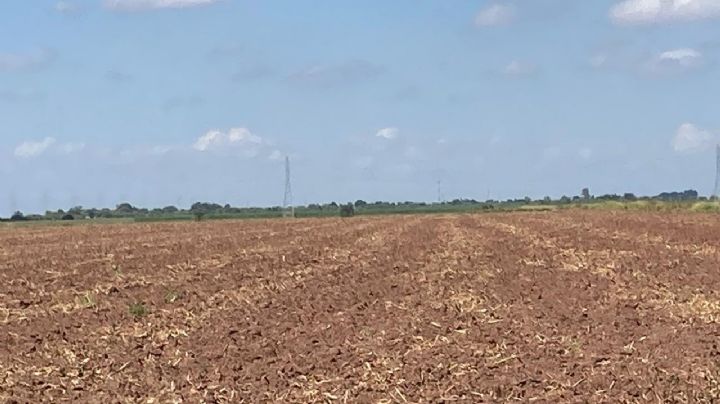 Pide Alcano tomar medidas emergentes para combatir la situación que enfrenta la actividad agrícola