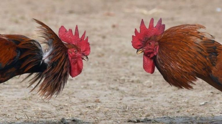 Pelea de gallos termina en 4 muertes 