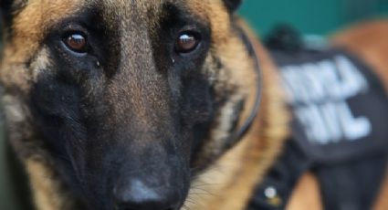 Agente canino Zsimon encuentra 45 envoltorios con droga en operativo policiaco