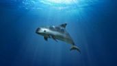 Foto ilustrativa de la nota titulada Día de la Vaquita Marina: ¿Por qué se conmemora el 5 de septiembre? Origen de la fecha