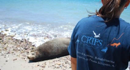 CRRIFS rescata a lobo marino en San Carlos; se encuentra en recuperación 