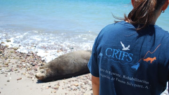 CRRIFS rescata a lobo marino en San Carlos; se encuentra en recuperación 