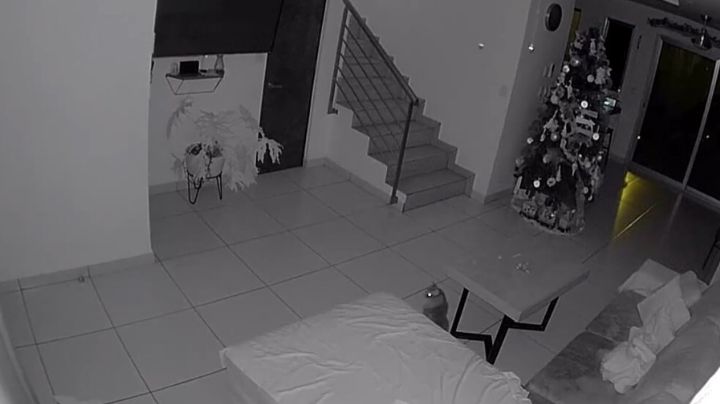 VIDEO: Sismo en CDMX sorprende a pequeño gato; se movió todo a su alrededor