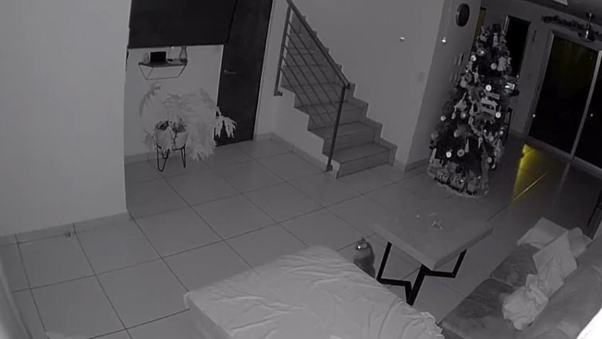 VIDEO: Sismo en CDMX sorprende a pequeño gato; se movió todo a su alrededor