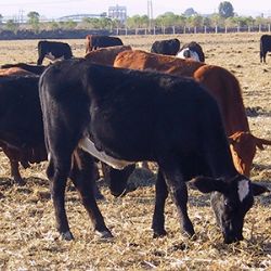 Ganaderos del Valle del Yaqui siguen con pérdidas en espera de la reapertura de la frontera