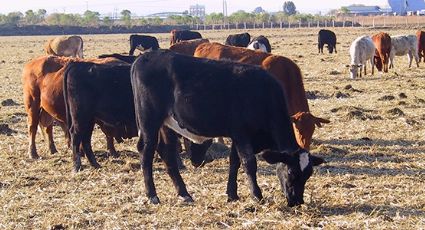 Ganaderos del Valle del Yaqui siguen con pérdidas en espera de la reapertura de la frontera