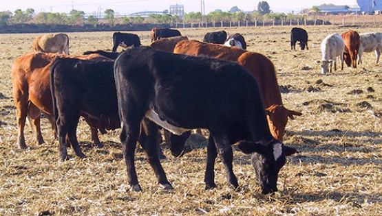 Ganaderos del Valle del Yaqui siguen con pérdidas en espera de la reapertura de la frontera