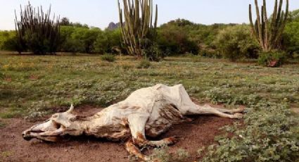 Conagua: Sonora cierra 2024 con un daño del 100% por sequía