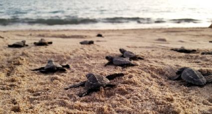 Liberan a 6 mil tortugas marinas en las playas de Guaymas, Empalme y San Carlos