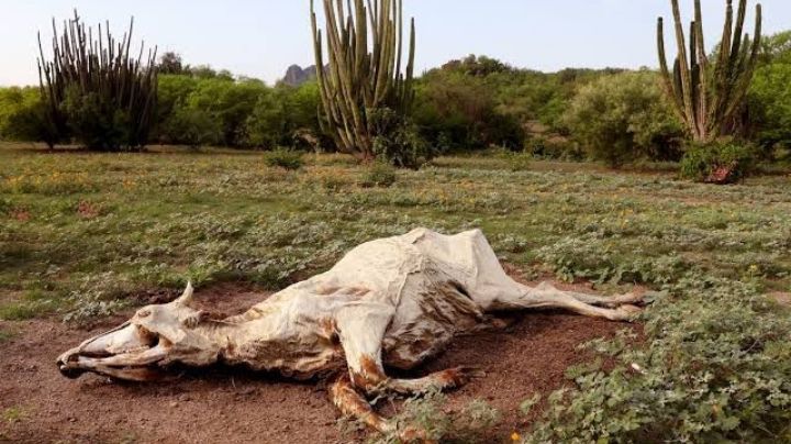 Conagua: Sonora cierra 2024 con un daño del 100% por sequía