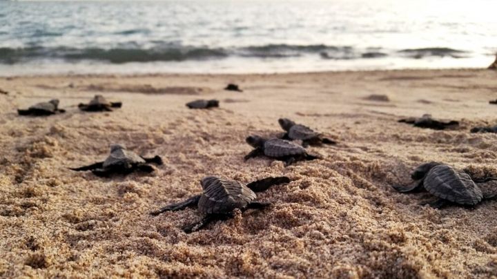 Liberan a 6 mil tortugas marinas en las playas de Guaymas, Empalme y San Carlos