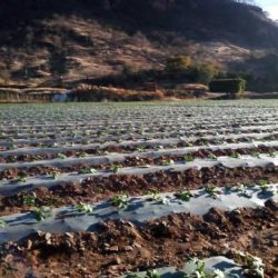 Agricultores del Valle del Yaqui toman medidas ante las bajas de temperaturas pronosticadas