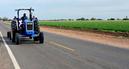 Reconversión de cultivos: Por tonelada de cártamo pagarán a productores de Sonora 437.5 dólares