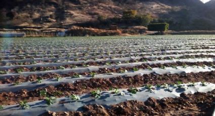 Agricultores del Valle del Yaqui toman medidas ante las bajas de temperaturas pronosticadas