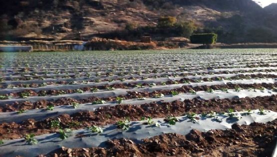 Agricultores del Valle del Yaqui toman medidas ante las bajas de temperaturas pronosticadas