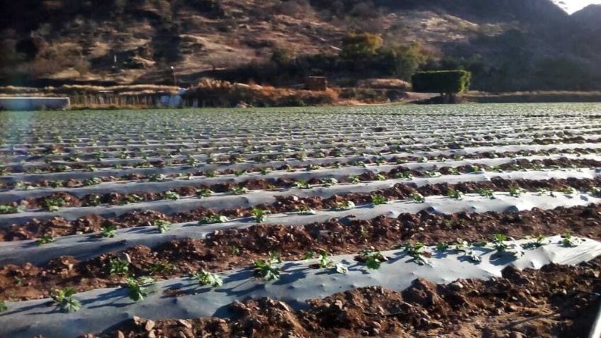Agricultores del Valle del Yaqui toman medidas ante las bajas de temperaturas pronosticadas