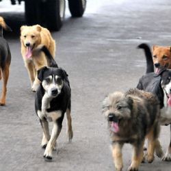 Hallan croquetas envenenadas en Chapingo; causarían intoxicación masiva en perritos