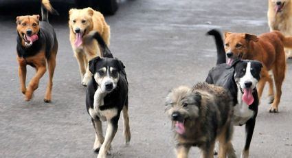 Hallan croquetas envenenadas en Chapingo; causarían intoxicación masiva en perritos