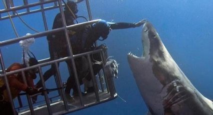 Investigan acerca del tiburón blanco en el Puerto de Yavaros