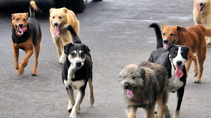 Hallan croquetas envenenadas en Chapingo; causarían intoxicación masiva en perritos