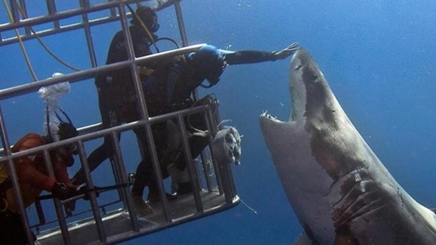 Investigan acerca del tiburón blanco en el Puerto de Yavaros
