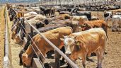 Foto ilustrativa de la nota titulada No hay fecha definida para apertura de la frontera con EU para exportación de ganado