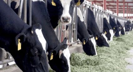 Producción de leche, en riesgo de desaparecer en el Valle del Yaqui