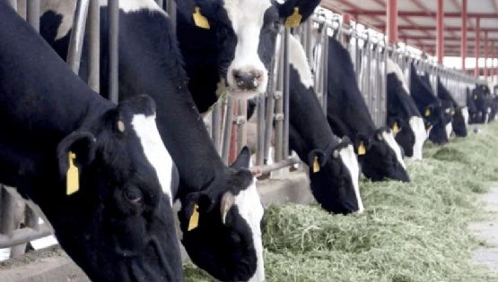 Producción de leche, en riesgo de desaparecer en el Valle del Yaqui