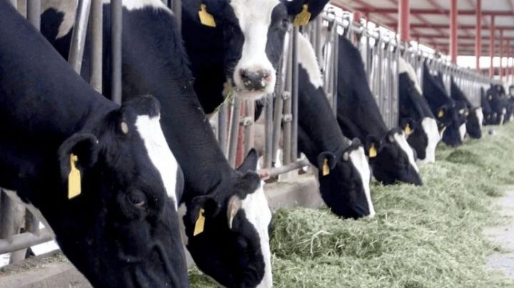 Producción de leche, en riesgo de desaparecer en el Valle del Yaqui