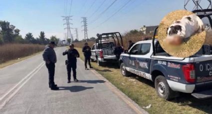 Encuentran restos óseos en Ecatepec; perro callejero juega con un cráneo humano